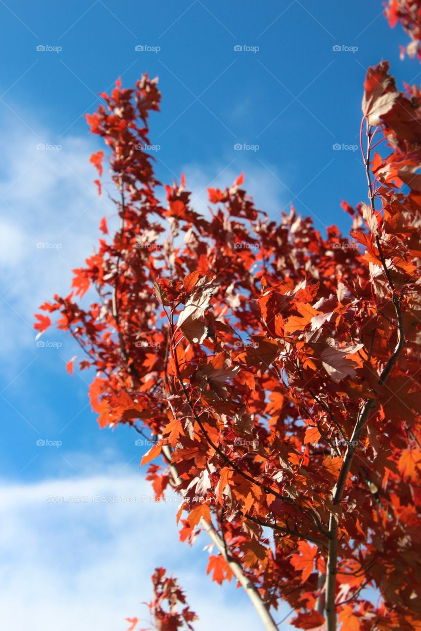 Towering maple 