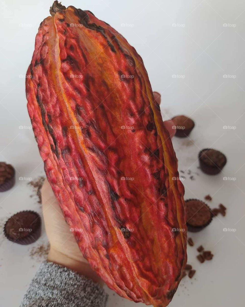 Cocoa fruit, where our delicious chocolate end other delights come from