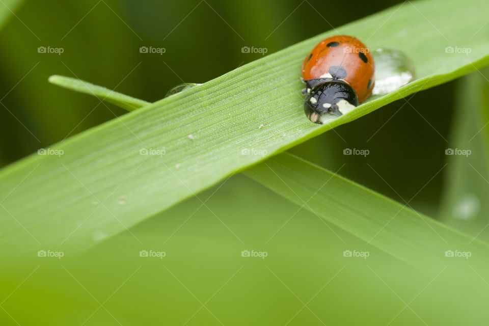 funny ladybug and rain drops . beauty in details concept