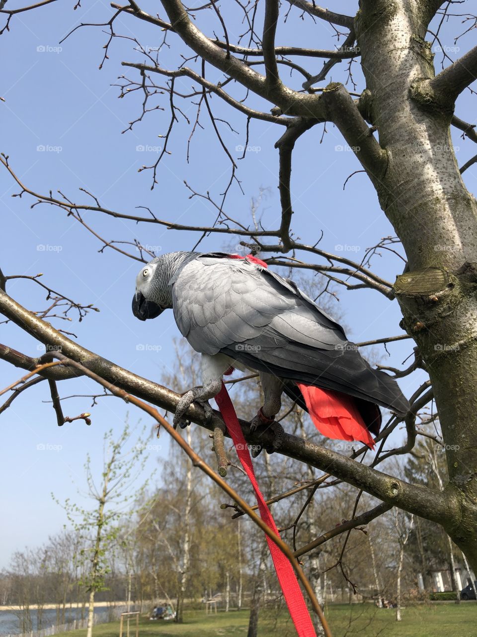 Parrot in a tree 