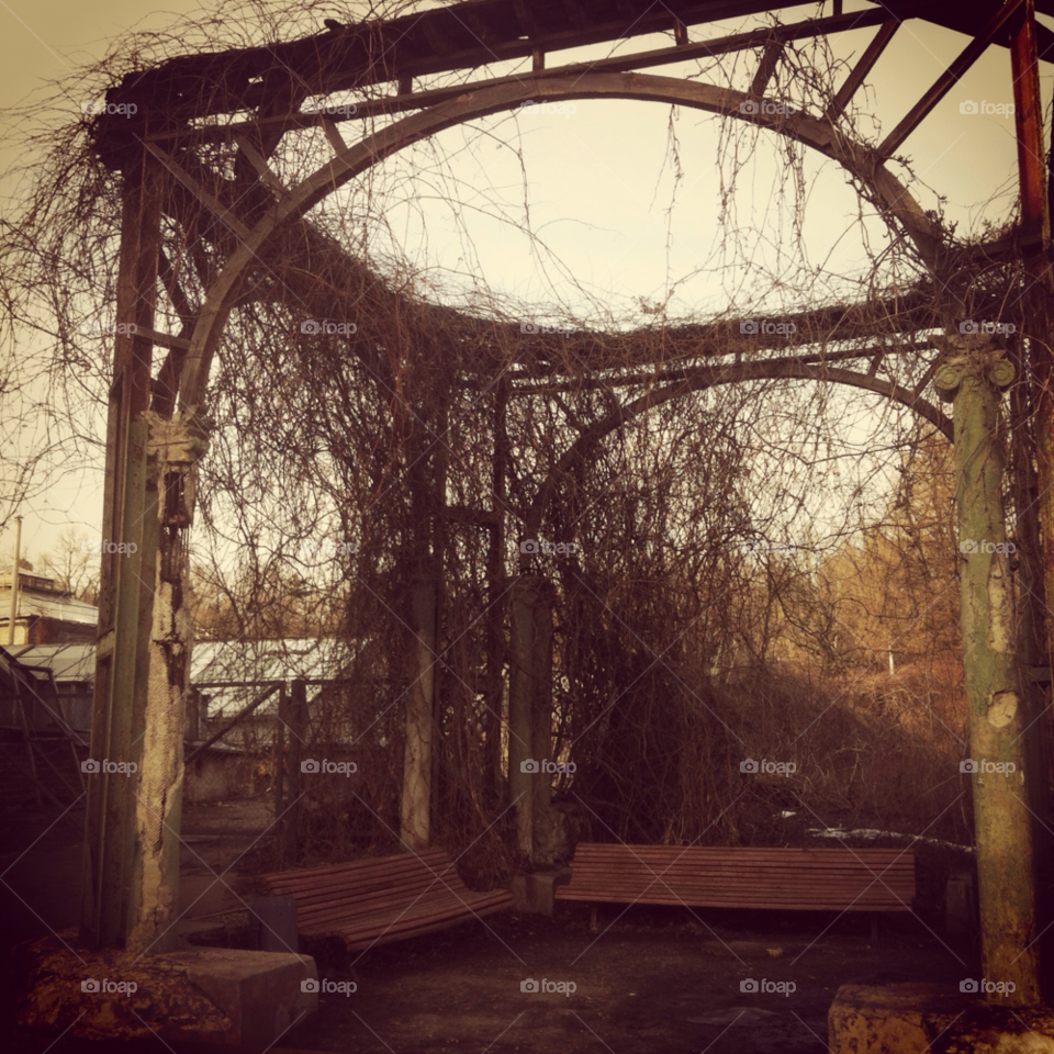 moscow autumn vine grape by juulli_ya