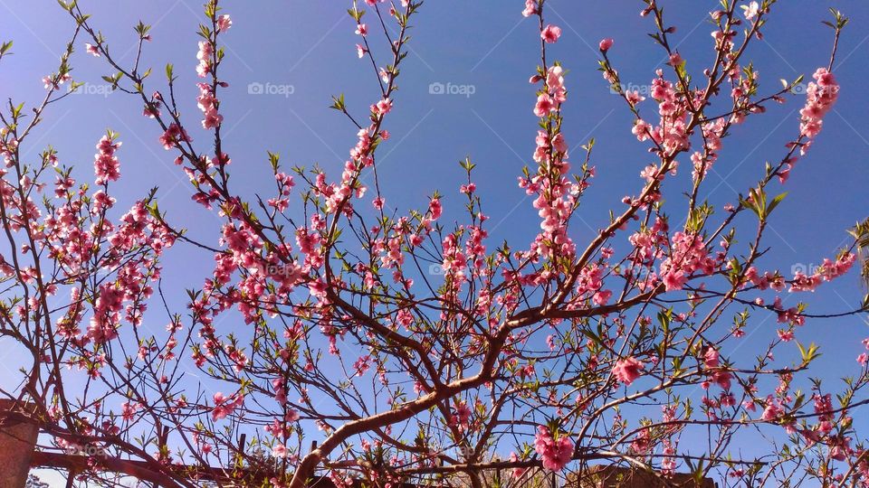 Peach blossoms on the Italian island of Ischia