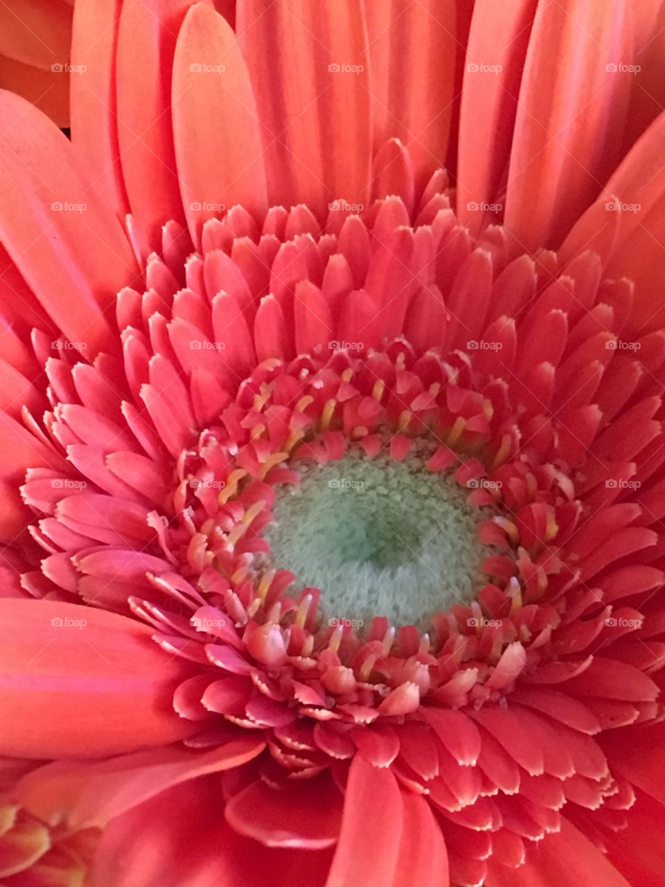 orange flower