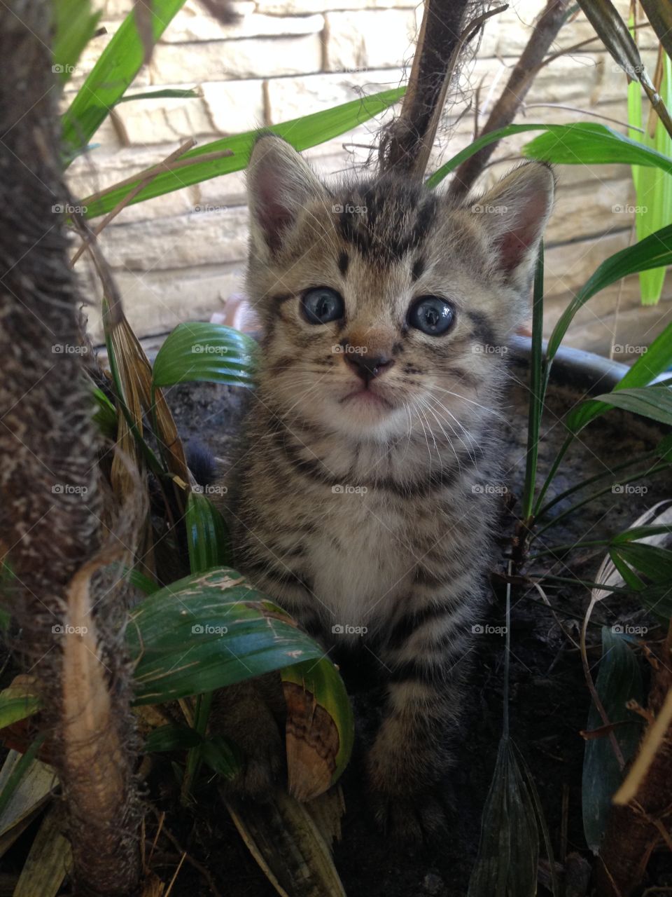 People who love cats have some of the biggest hearts around.