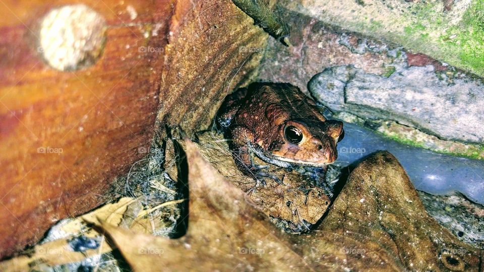 tiny toad