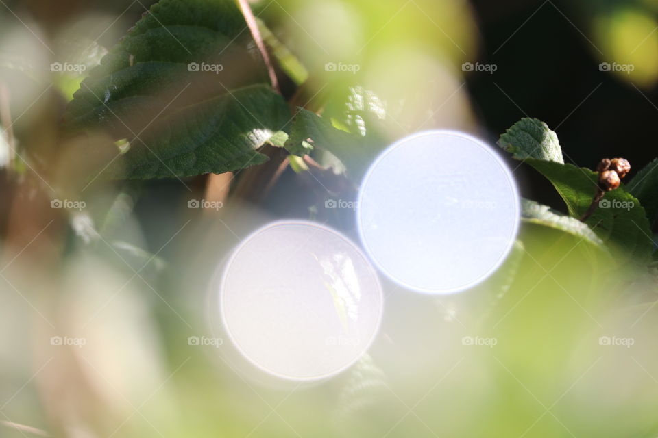 Bokeh in the backyard garden