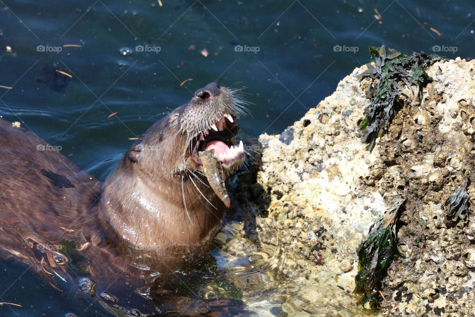 Happy otter with a fish in its mouth 