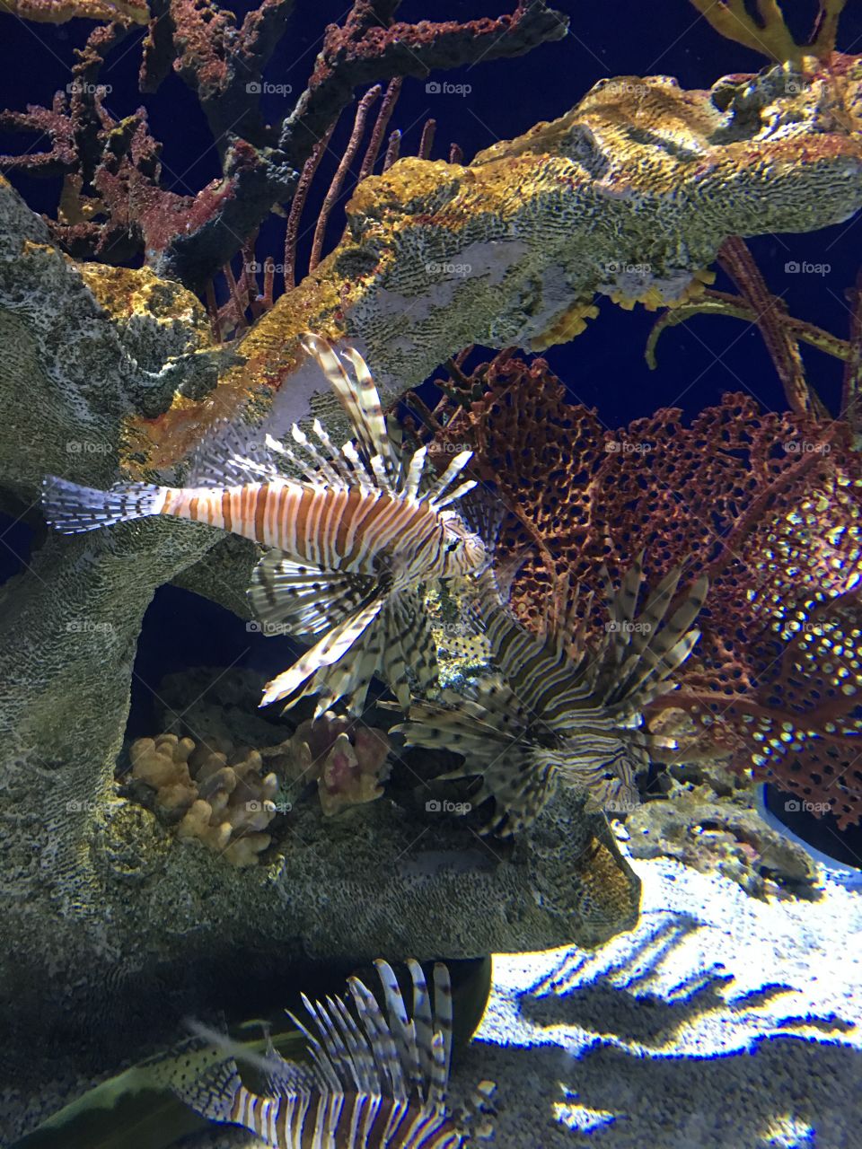 Lion fish at Georgia Aquarium 
