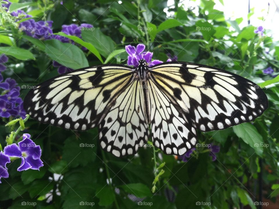 Black & White Butterfly 