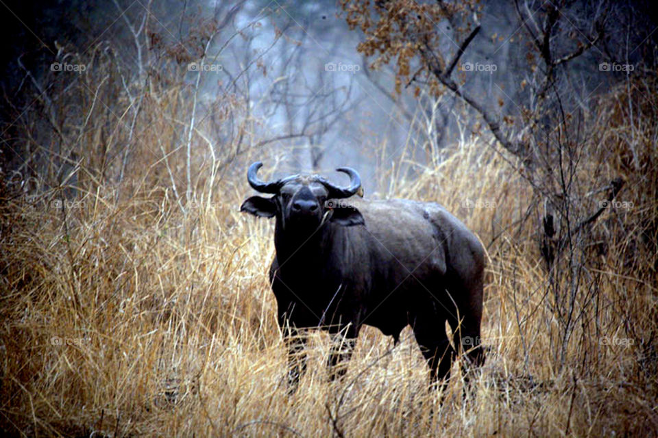 My first experience in filming wildlife in Dandar Nature Reserve in Sudan