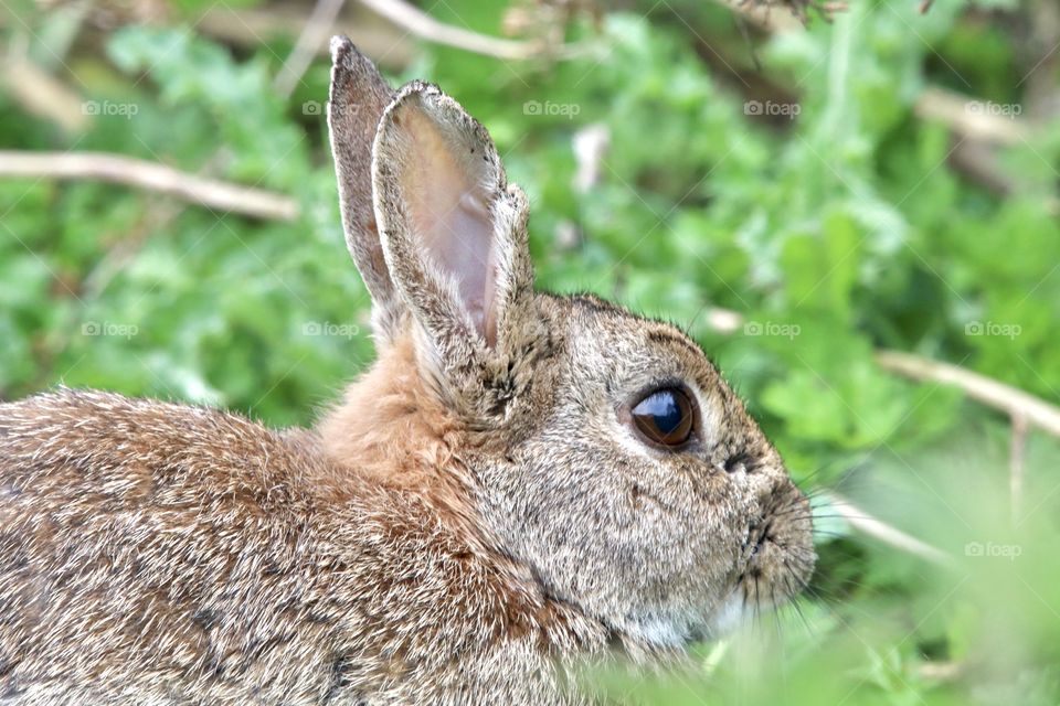wild rabbit