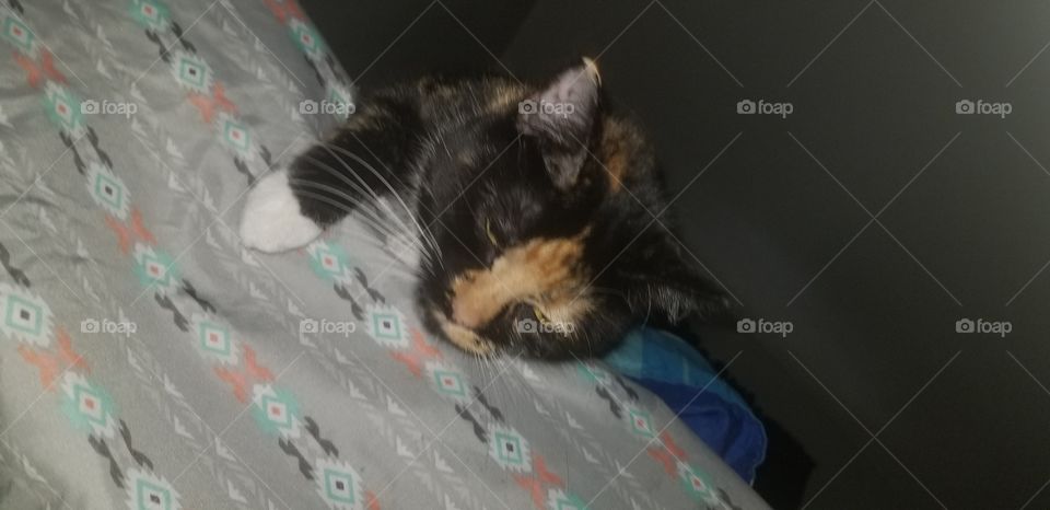 cat looking over edge