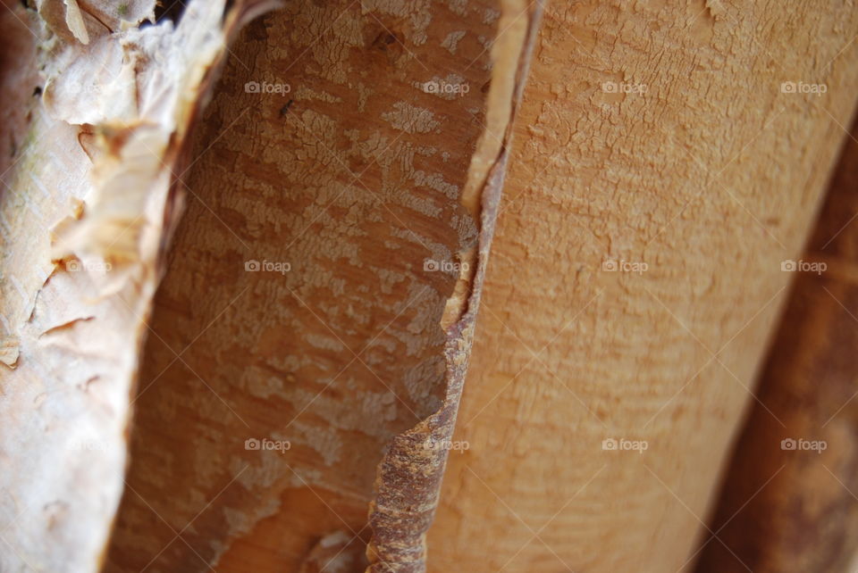 Close-up of tree bark