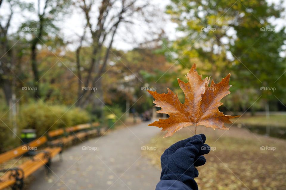 yellowed maple leaf between fingers