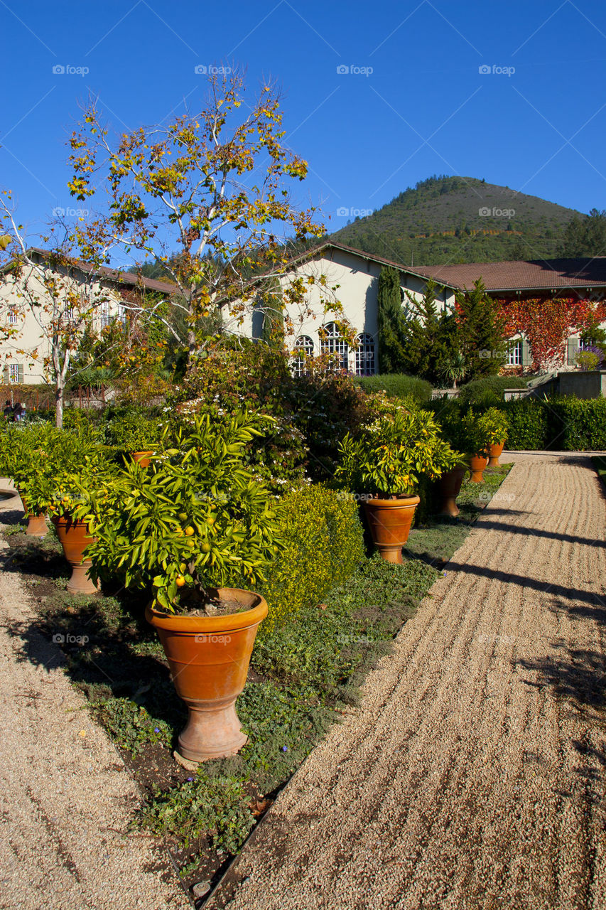 THE ORANGE GARDEN AT CHATEAU ST. JEAN SONOMA VALLEY CALFORNIA USA