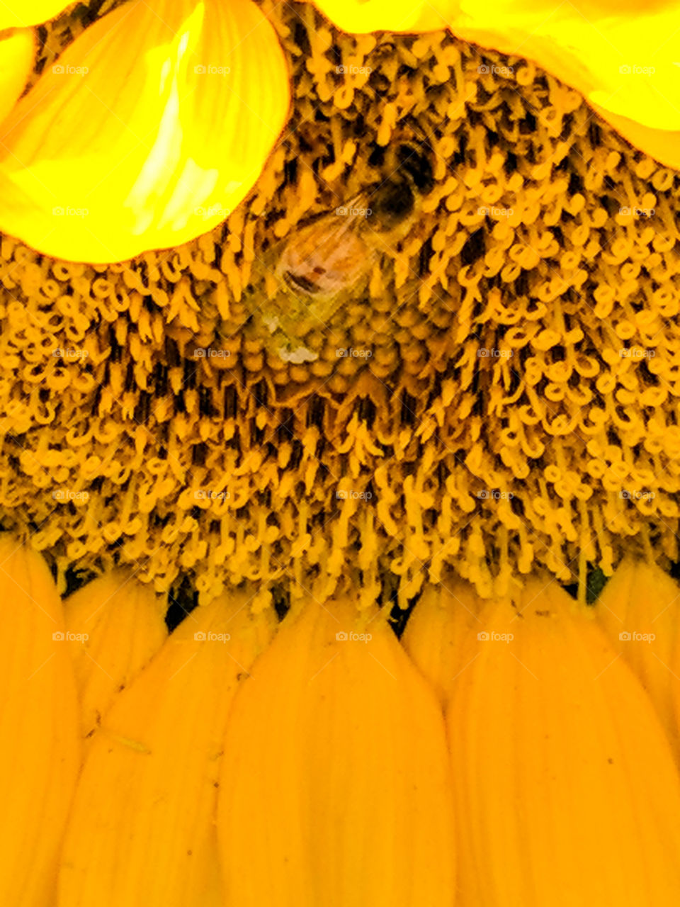 Sunflower and the bee in my garden