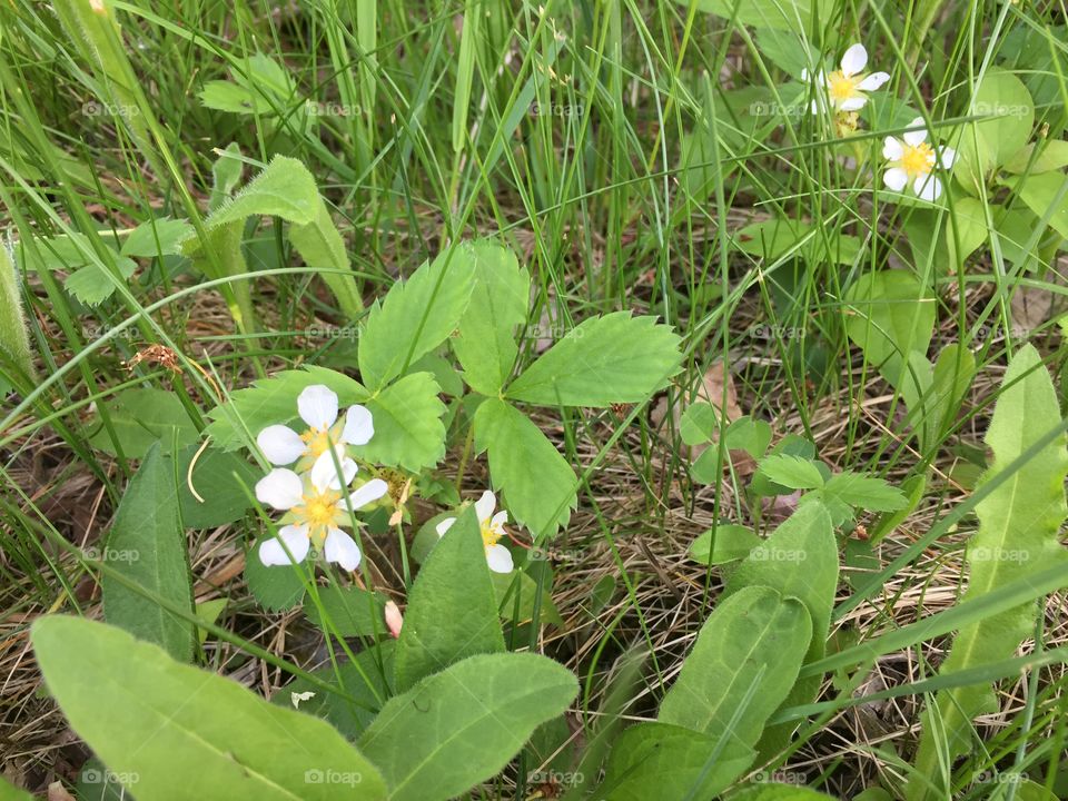 Spring Wildflowers