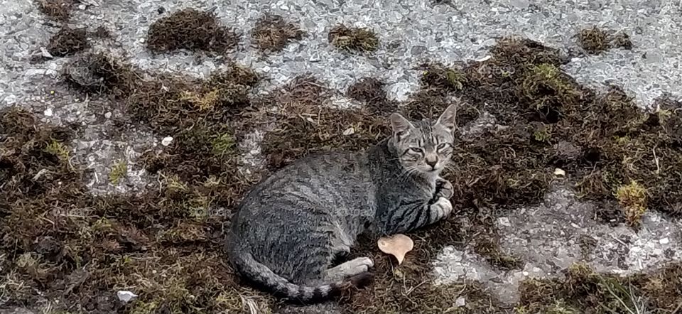 La vida 🐵🐔🐶🐷