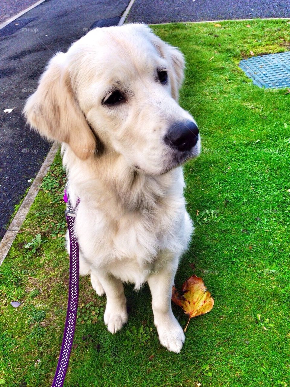 Zoe - Golden Retriever