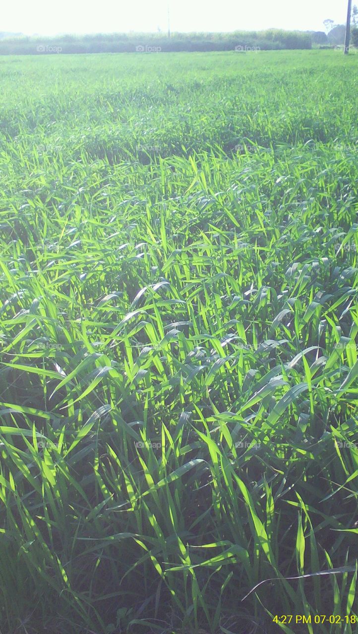 Portrait view of wheat crop field during winters