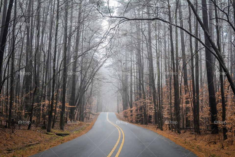 Foggy Road through the Woods 
