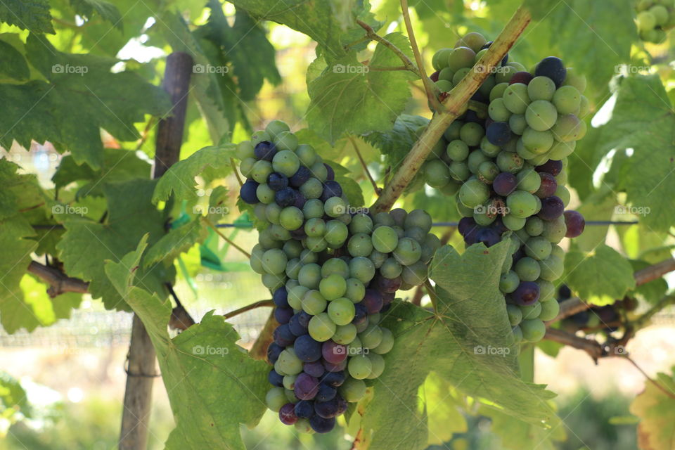 wine grapes