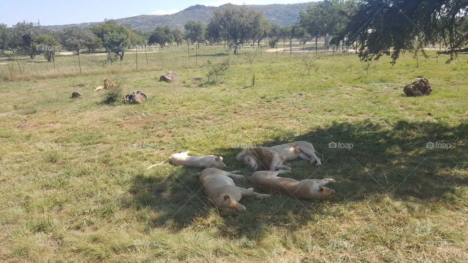 Deux couples de lions entrain de prendre une sieste 
Johannesburg, South Africa