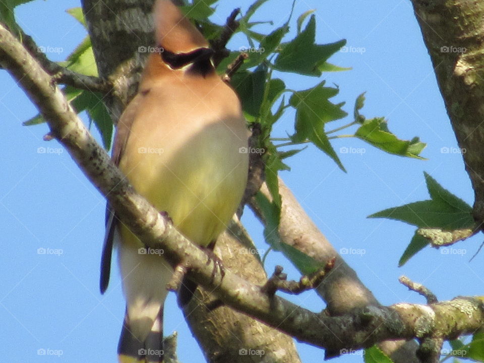 Cedar Waxwings