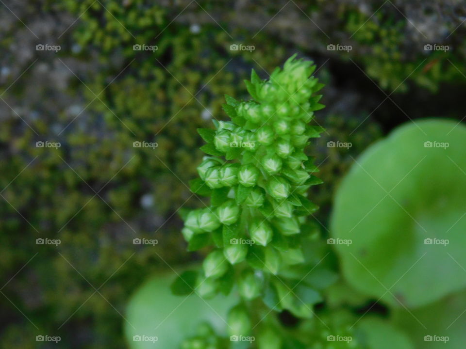 Petite plante verte 