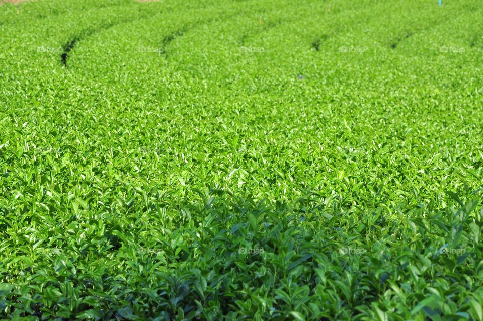 Growth, Flora, Leaf, Agriculture, Field