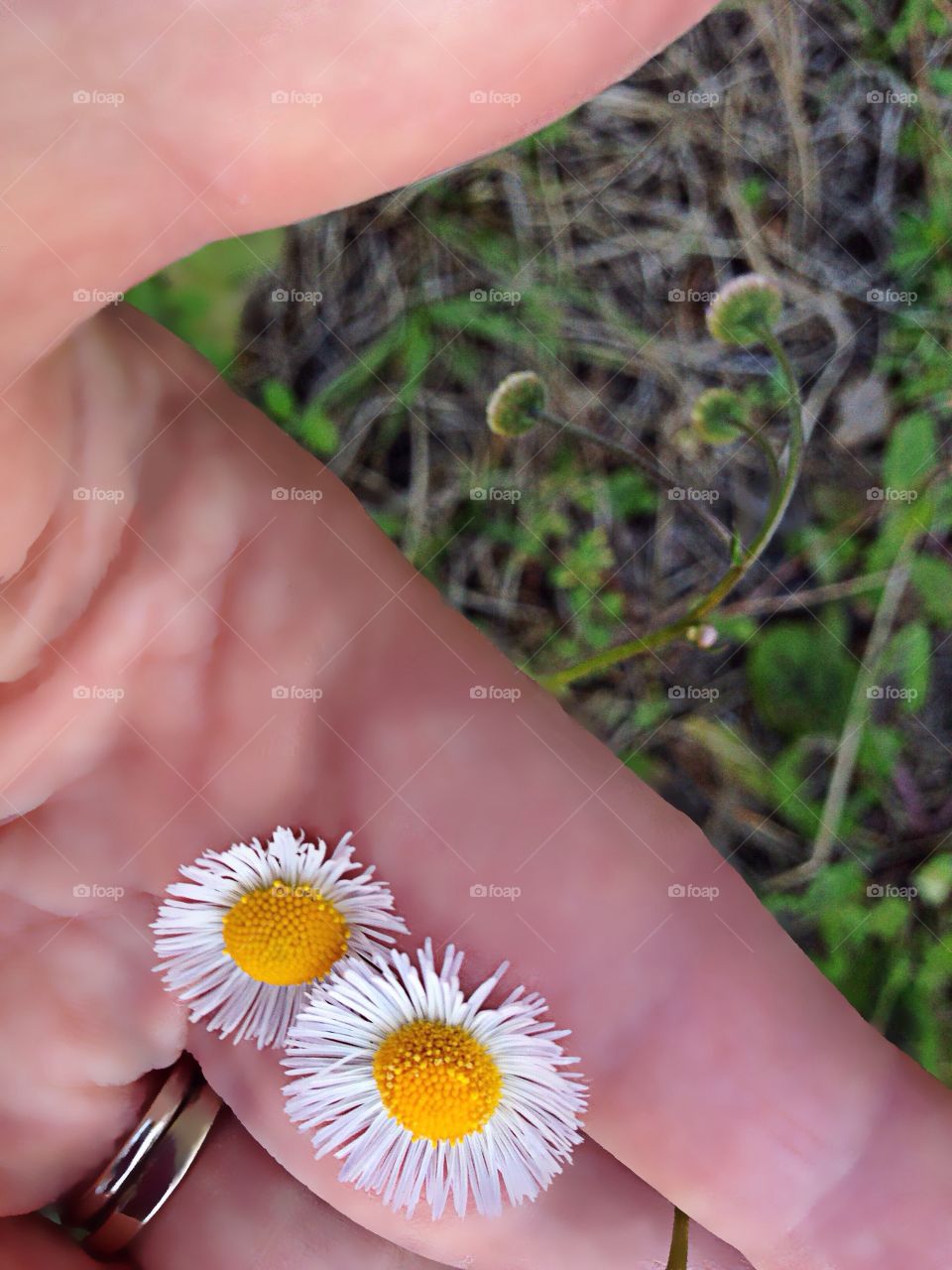 Holding a wildflower
