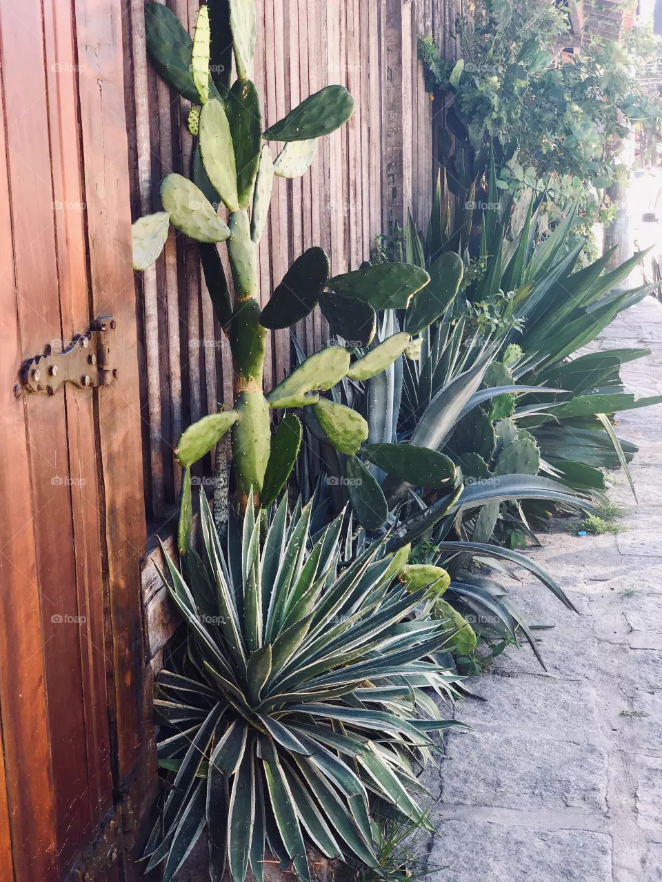 Cactus