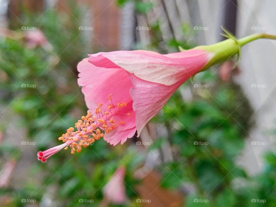 hibiscus flower blooming