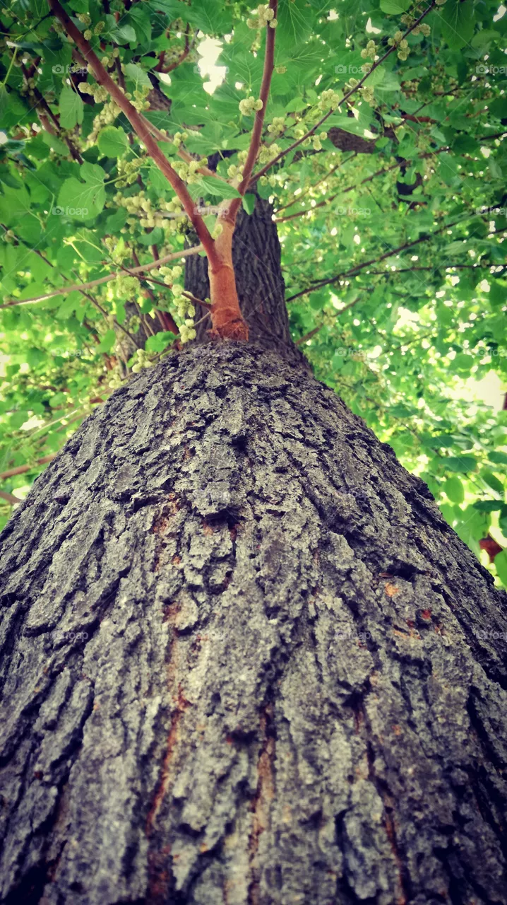 Tree trunk