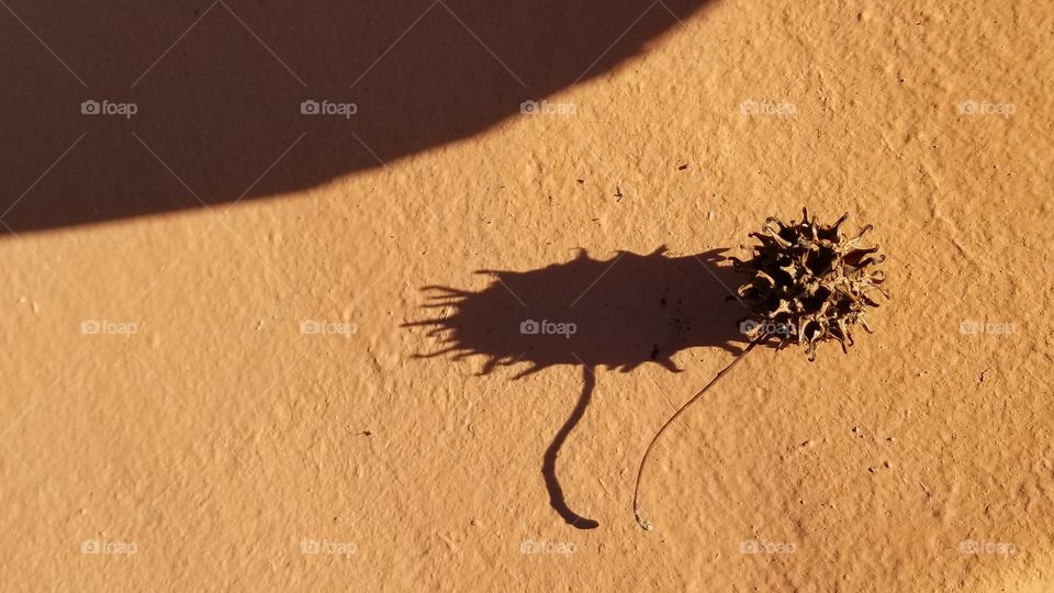 Sycamore Seed Pod and Shadow III