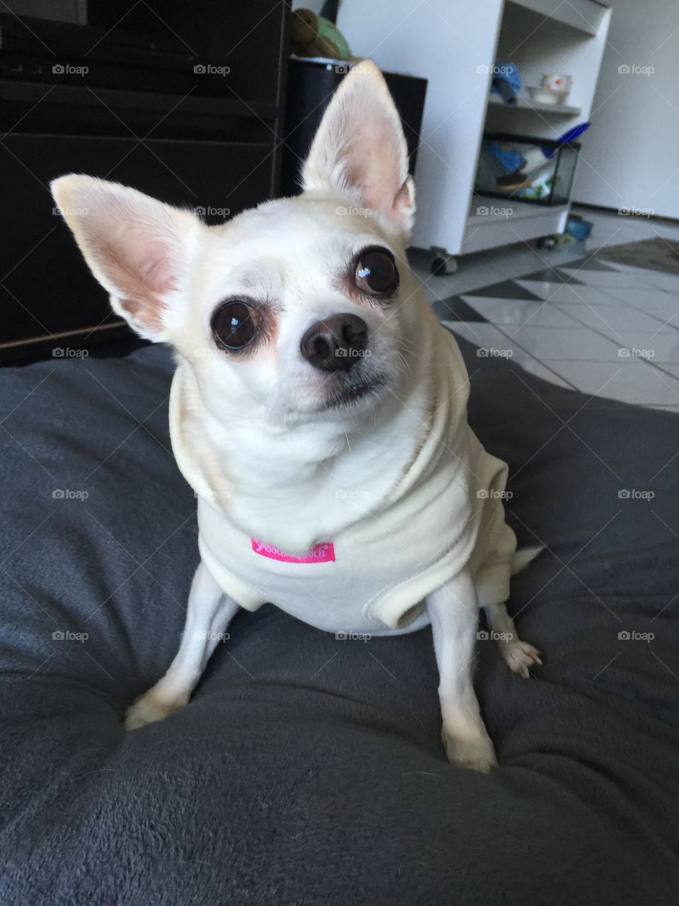 Apple Chihuahua 💕