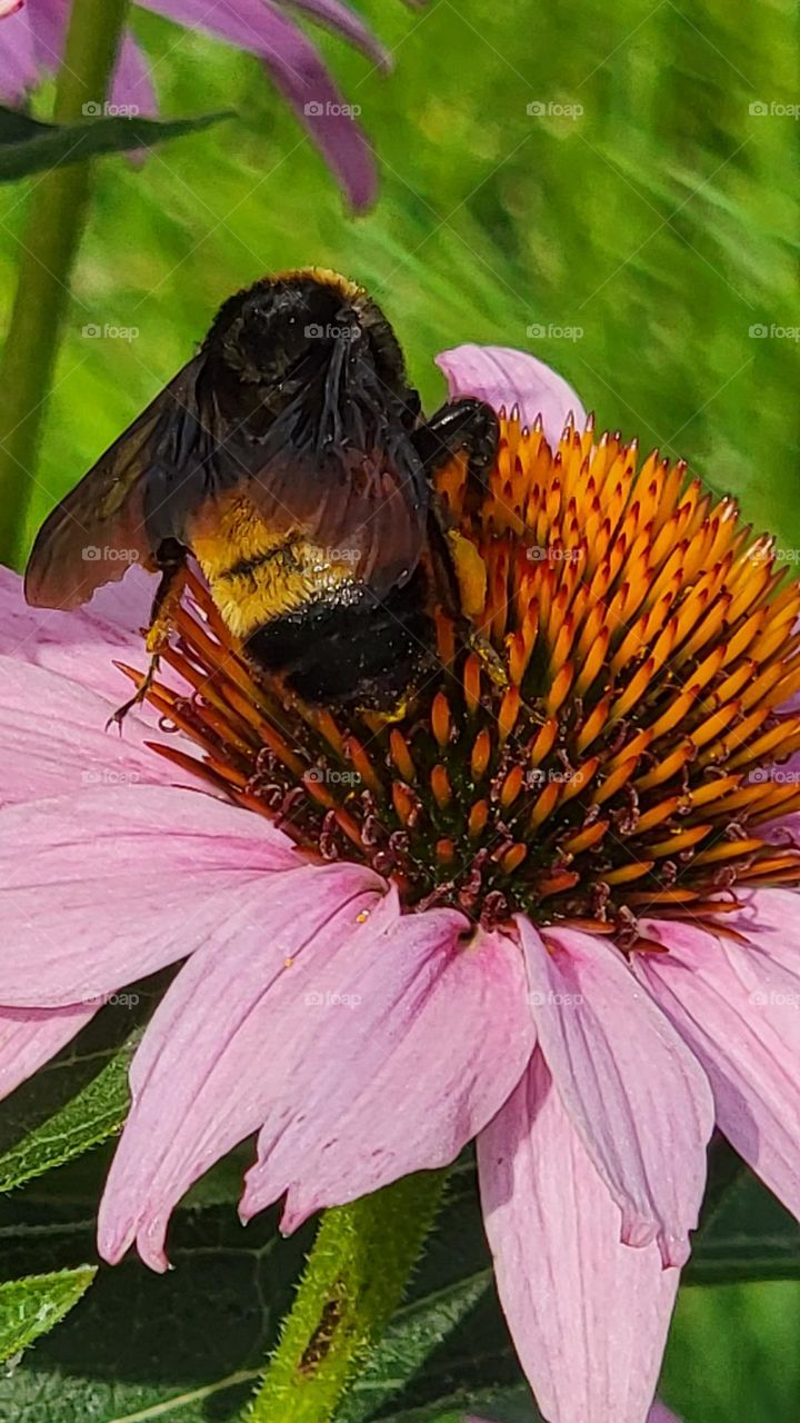 This big guy makes the flower look small. I found him out on my walk.