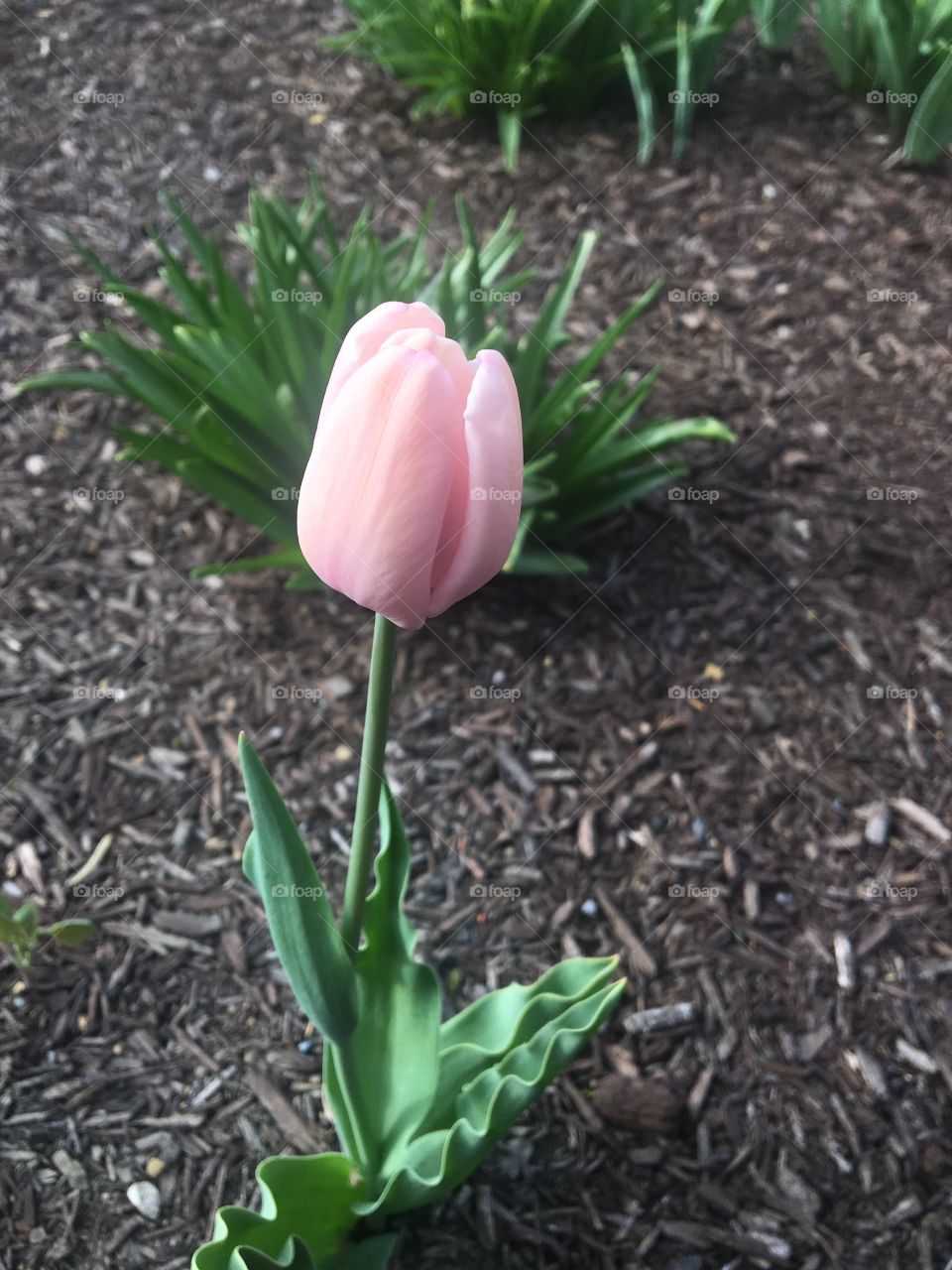 Tulip 