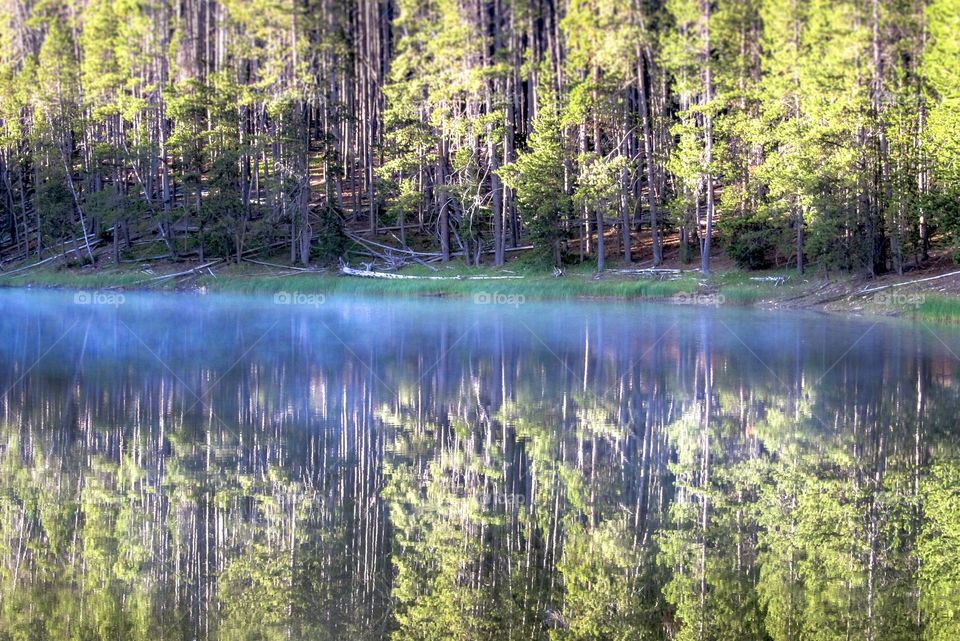 Forest reflecting on pond
