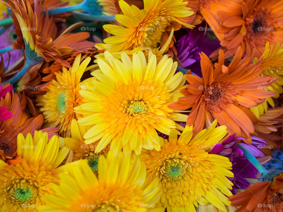 Colorful Yerbera flowers.