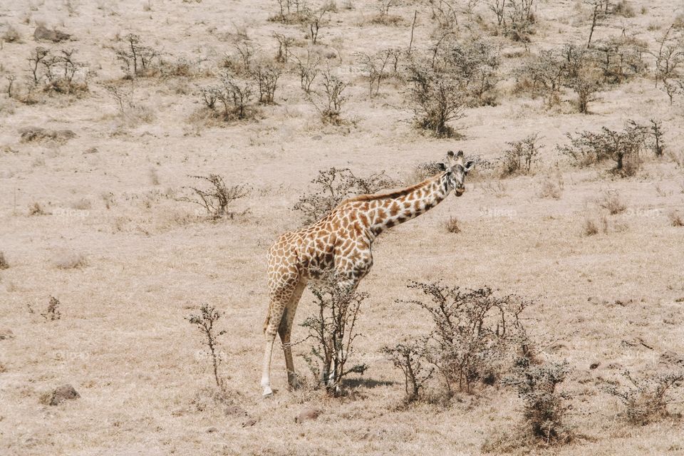 Giraffe in the Serengeti National Park 