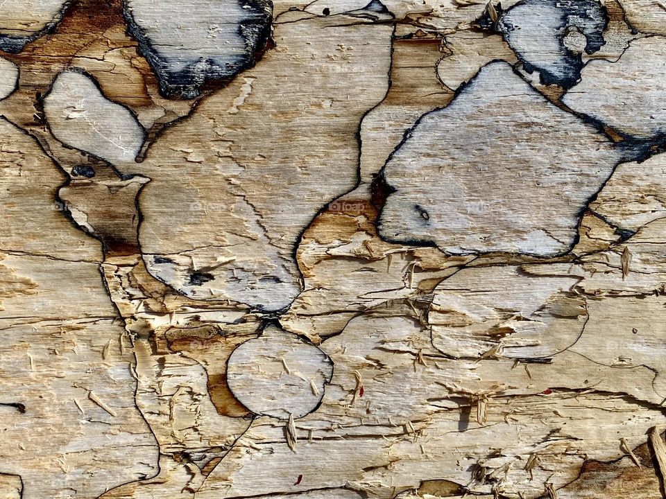 Beautiful colors and patterns on the trunk of an old dead tree