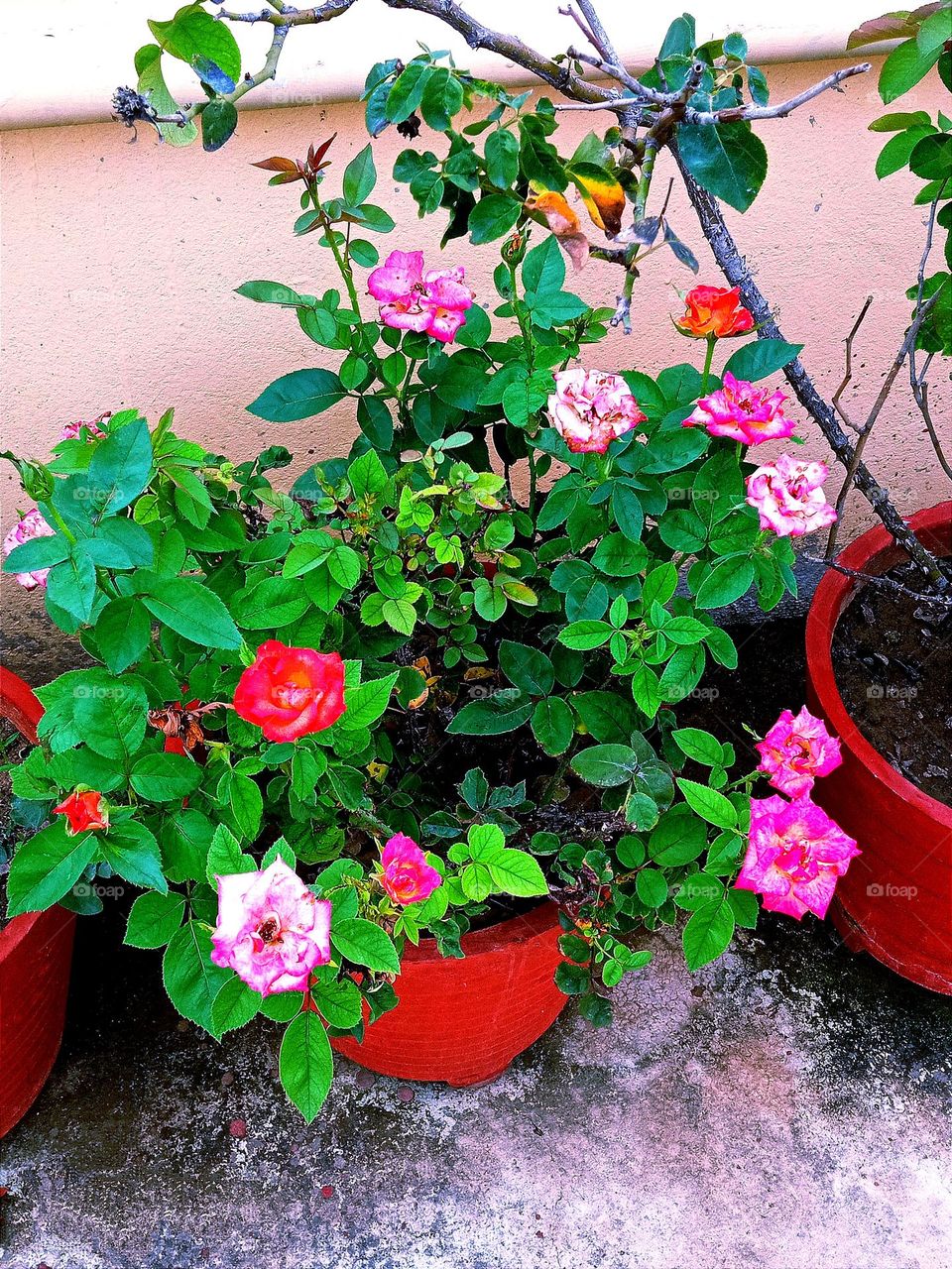 beautiful rose🌹flower 🌺🌻🌹🌷in our garden