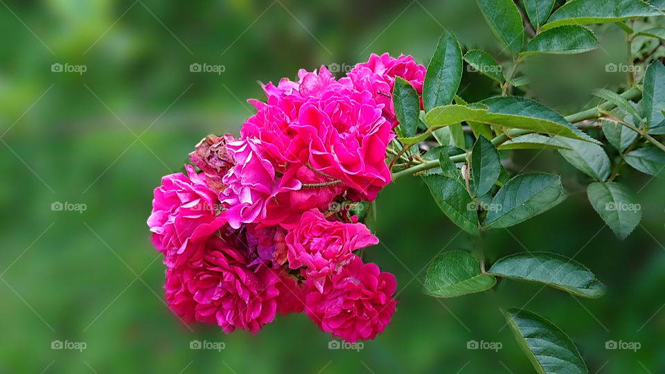 how much do you like this photo