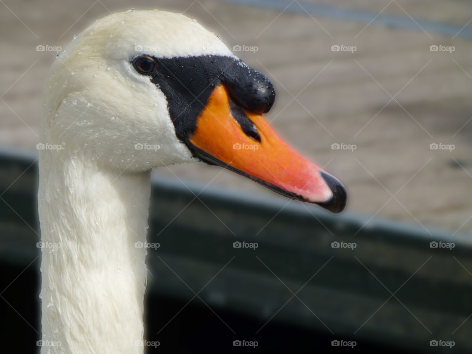 Swan close-up
