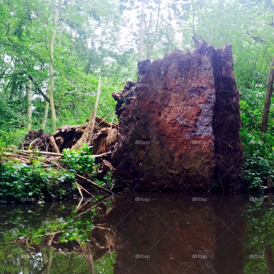 The fallen tree