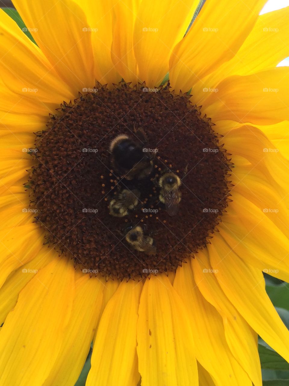 Bees in a sunflower 