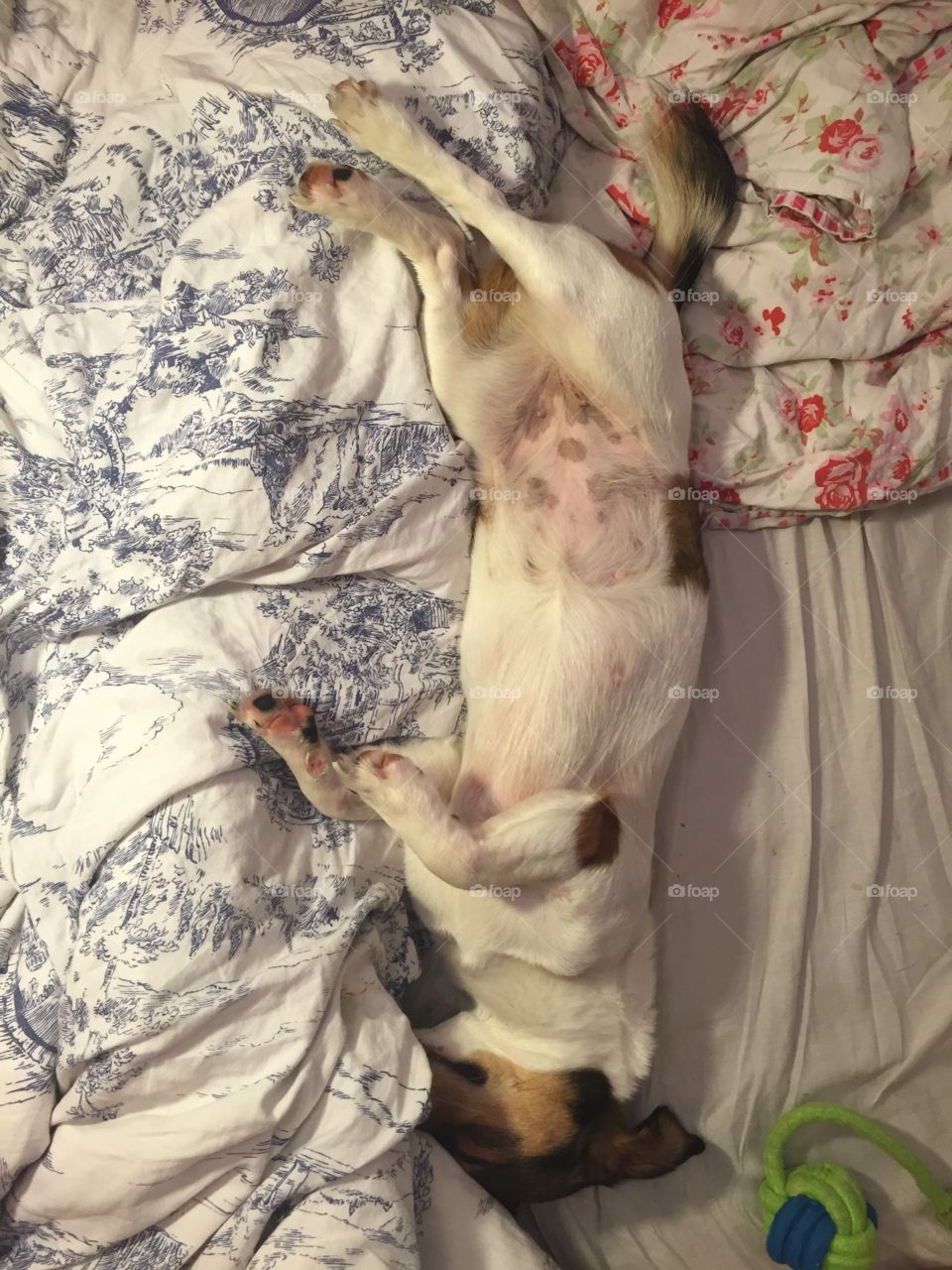 People, One, Bed, Dog, Adult