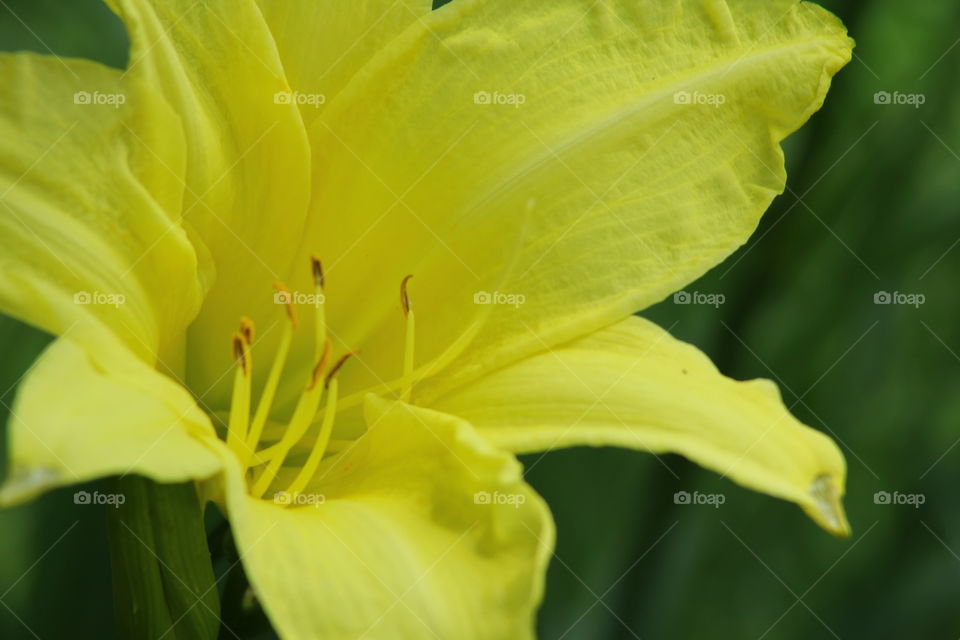 they call me wildflower