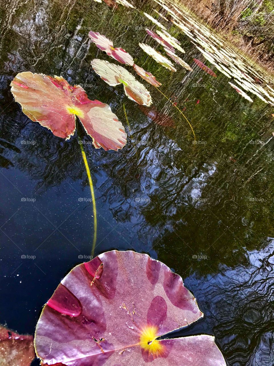 A pathway of Lily Pads in a beautiful lake we saw while kayaking. 